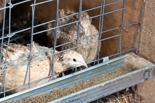 鹌鹑和鸽子的区别，科属和形态均不同