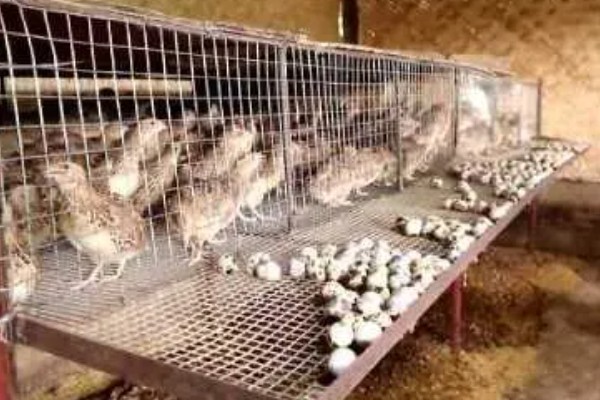 鹌鹑和鸽子的区别，科属和形态均不同