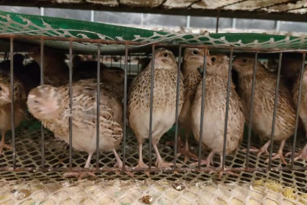 鹌鹑和鸽子的区别，科属和形态均不同