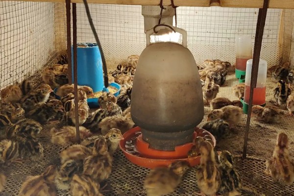 鹌鹑和鸽子的区别，科属和形态均不同