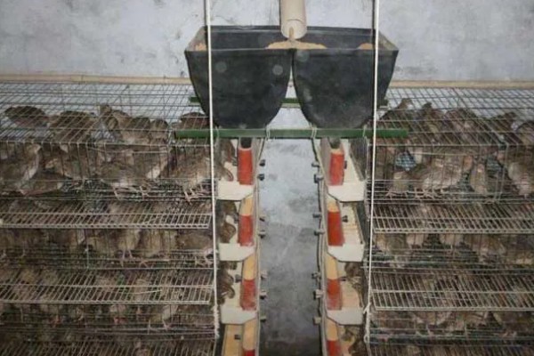 鹌鹑和鸽子的区别，科属和形态均不同