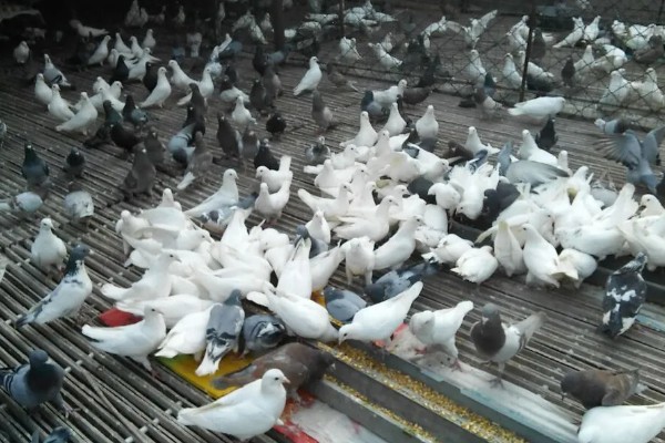 鹌鹑和鸽子的区别，科属和形态均不同