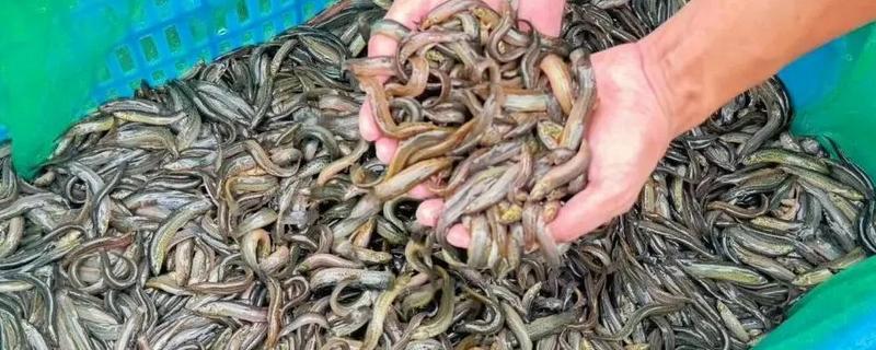 泥鳅要不要增氧，无需打氧但要定期换水