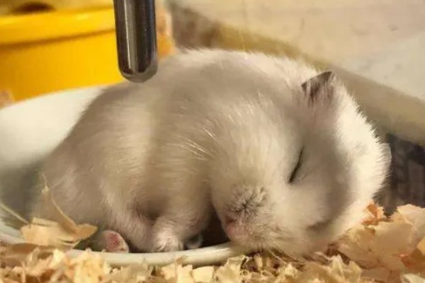 为什么仓鼠会伪冬眠，气温过低非常容易导致