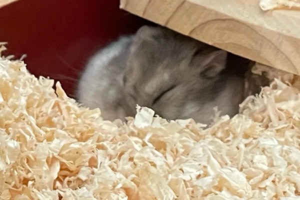 为什么仓鼠会伪冬眠，气温过低非常容易导致