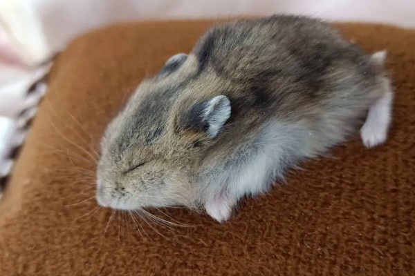 为什么仓鼠会伪冬眠，气温过低非常容易导致