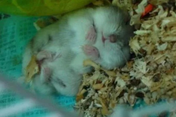 为什么仓鼠会伪冬眠，气温过低非常容易导致