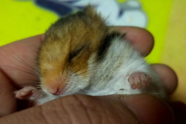 为什么仓鼠会伪冬眠，气温过低非常容易导致