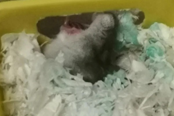 为什么仓鼠会伪冬眠，气温过低非常容易导致