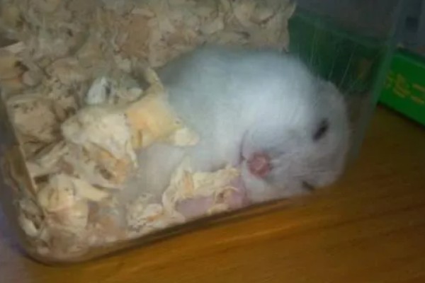 为什么仓鼠会伪冬眠，气温过低非常容易导致