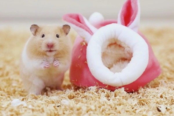 为什么仓鼠会伪冬眠，气温过低非常容易导致