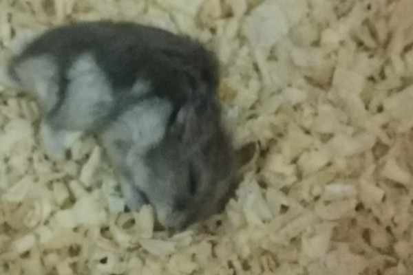 为什么仓鼠会伪冬眠，气温过低非常容易导致