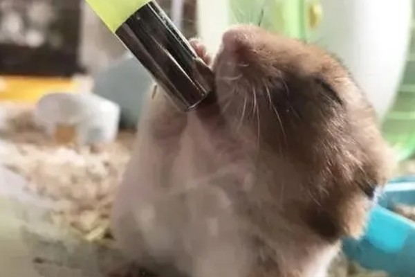 为什么仓鼠会伪冬眠，气温过低非常容易导致