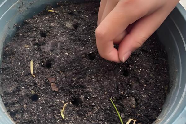 凤仙花怎么种植,种子发芽后提供散射光