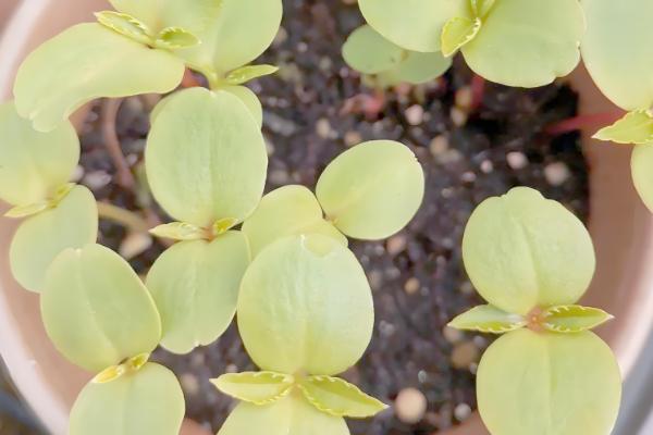 凤仙花怎么种植,种子发芽后提供散射光