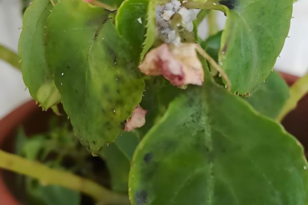 凤仙花怎么种植,种子发芽后提供散射光