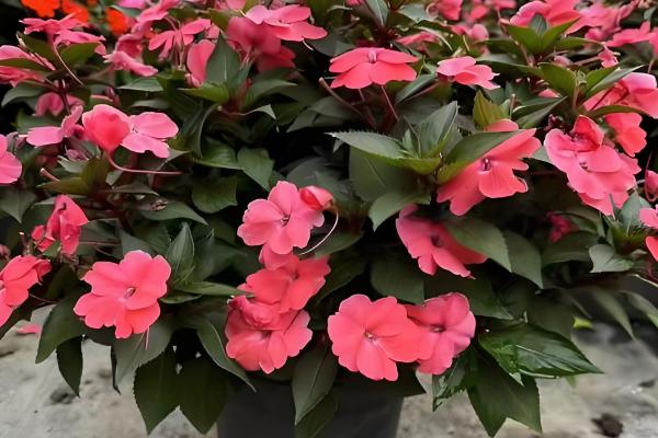 凤仙花怎么种植,种子发芽后提供散射光