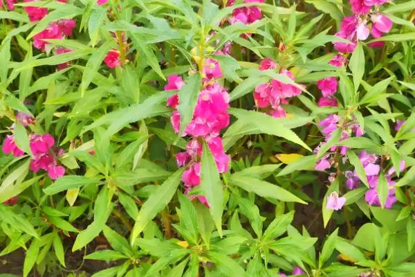 凤仙花怎么种植,种子发芽后提供散射光