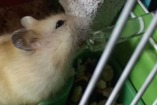 为什么仓鼠会伪冬眠，气温过低非常容易导致