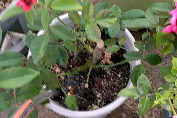 月季夏季要天天浇水吗，夏季基本需要天天浇水