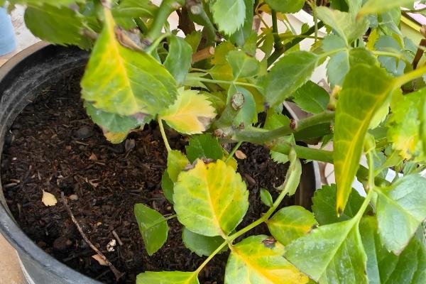 月季夏季要天天浇水吗，夏季基本需要天天浇水