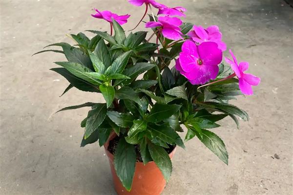 让长春花安全过冬的方法,把室温保持在10℃以上