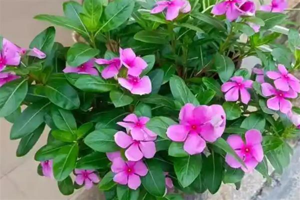 让长春花安全过冬的方法,把室温保持在10℃以上