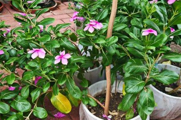让长春花安全过冬的方法,把室温保持在10℃以上