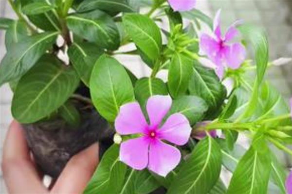 让长春花安全过冬的方法,把室温保持在10℃以上