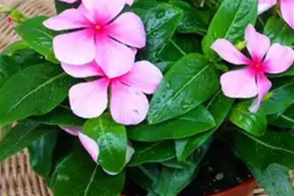 让长春花安全过冬的方法,把室温保持在10℃以上