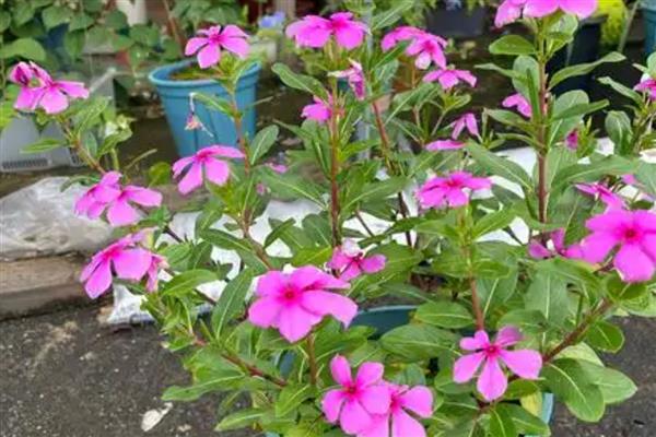 让长春花安全过冬的方法,把室温保持在10℃以上