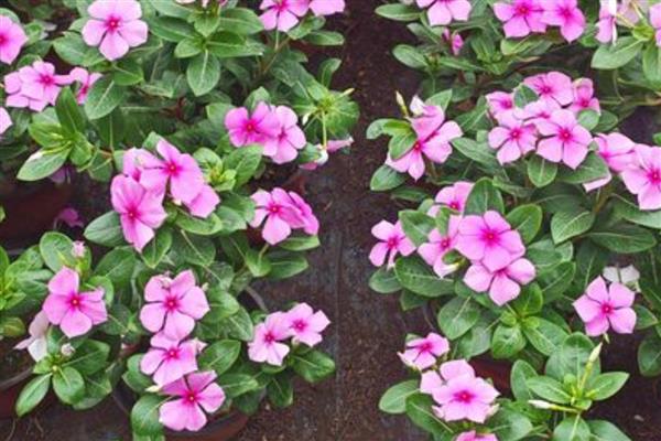 让长春花安全过冬的方法,把室温保持在10℃以上