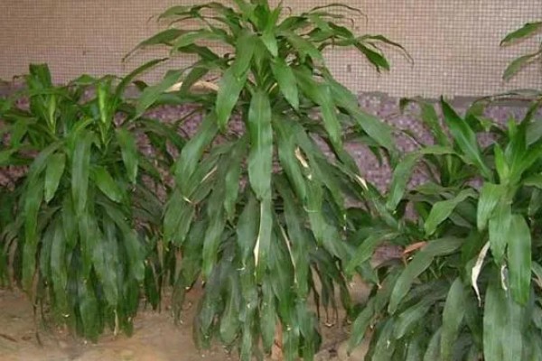 巴西铁树叶子发黑怎样补救，需要往植株上喷洒药剂治疗