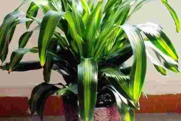 巴西铁树叶子发黑怎样补救，需要往植株上喷洒药剂治疗