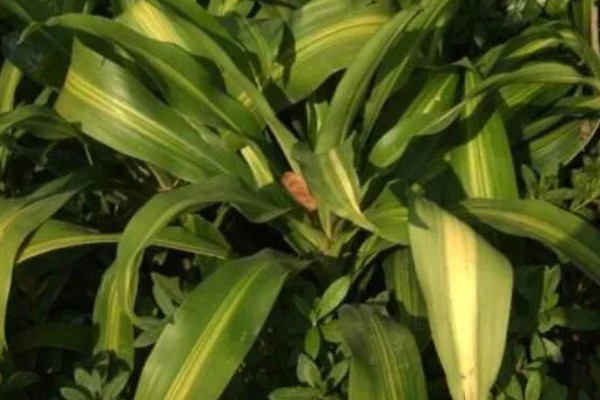 巴西铁树叶子发黑怎样补救，需要往植株上喷洒药剂治疗