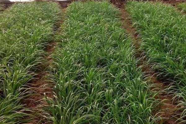 韭菜如何种植，幼苗长到10厘米时追施粪肥