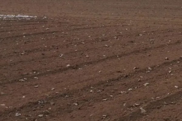 韭菜如何种植，幼苗长到10厘米时追施粪肥