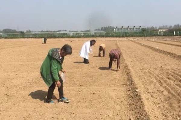 韭菜如何种植，幼苗长到10厘米时追施粪肥