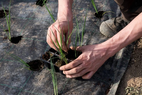 韭菜如何种植，幼苗长到10厘米时追施粪肥