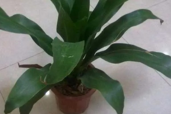 巴西铁树叶子发黑怎样补救，需要往植株上喷洒药剂治疗