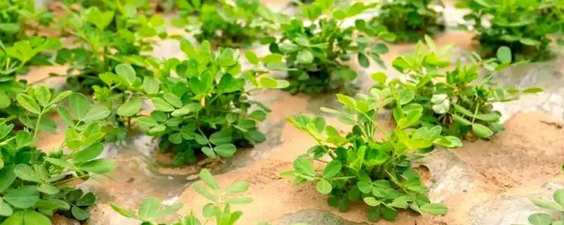 地膜花生的播种时间，在每年早春的2月份