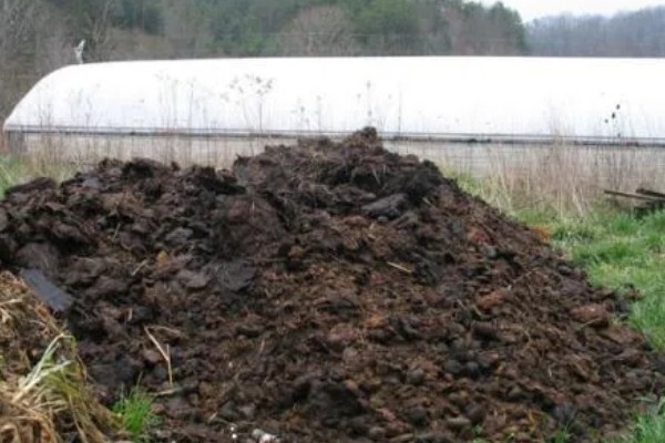 韭菜如何种植，幼苗长到10厘米时追施粪肥