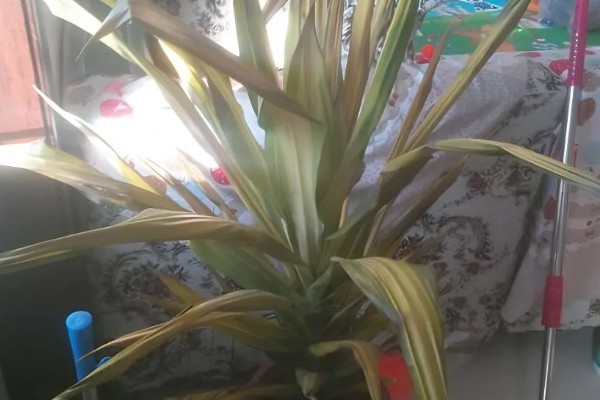 巴西铁树叶子发黑怎样补救，需要往植株上喷洒药剂治疗