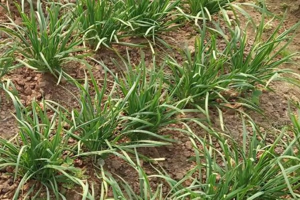 韭菜如何种植，幼苗长到10厘米时追施粪肥