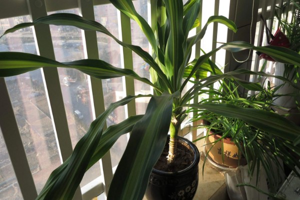 巴西铁树叶子发黑怎样补救，需要往植株上喷洒药剂治疗