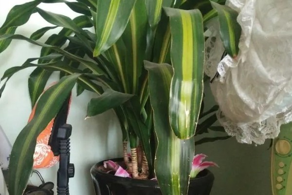 巴西铁树叶子发黑怎样补救，需要往植株上喷洒药剂治疗