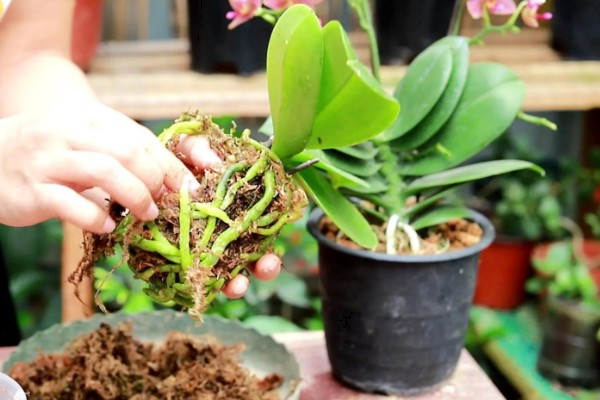 蝴蝶兰的换盆要点,幼苗换盆可以保留原先的土壤