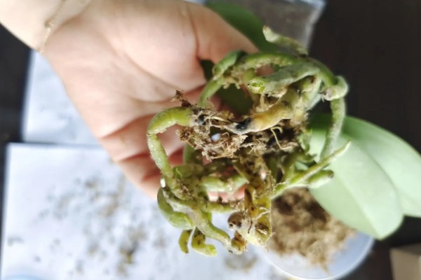 蝴蝶兰的换盆要点,幼苗换盆可以保留原先的土壤