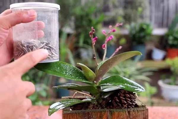 蝴蝶兰的换盆要点,幼苗换盆可以保留原先的土壤