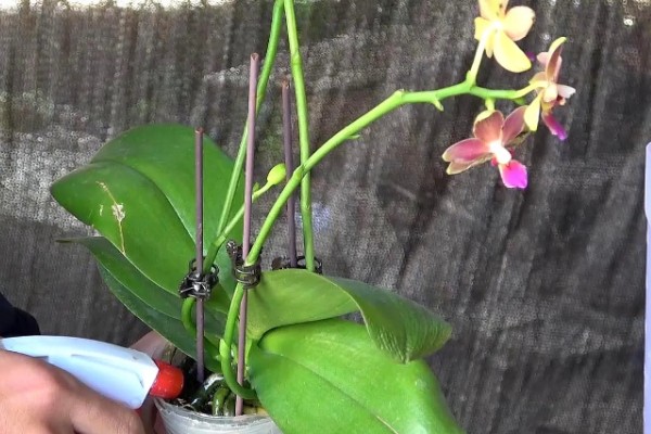 蝴蝶兰的换盆要点,幼苗换盆可以保留原先的土壤